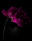 Matthew Ely Jewellery | Purple Orchard Malaya Garnet, Diamond & Enamel Flower Earrings